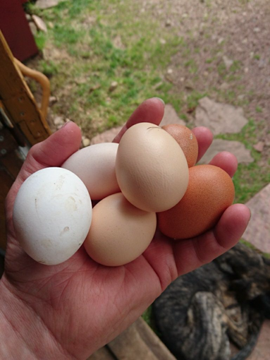 en hand som h&aring;ller h&ouml;ns&auml;gg